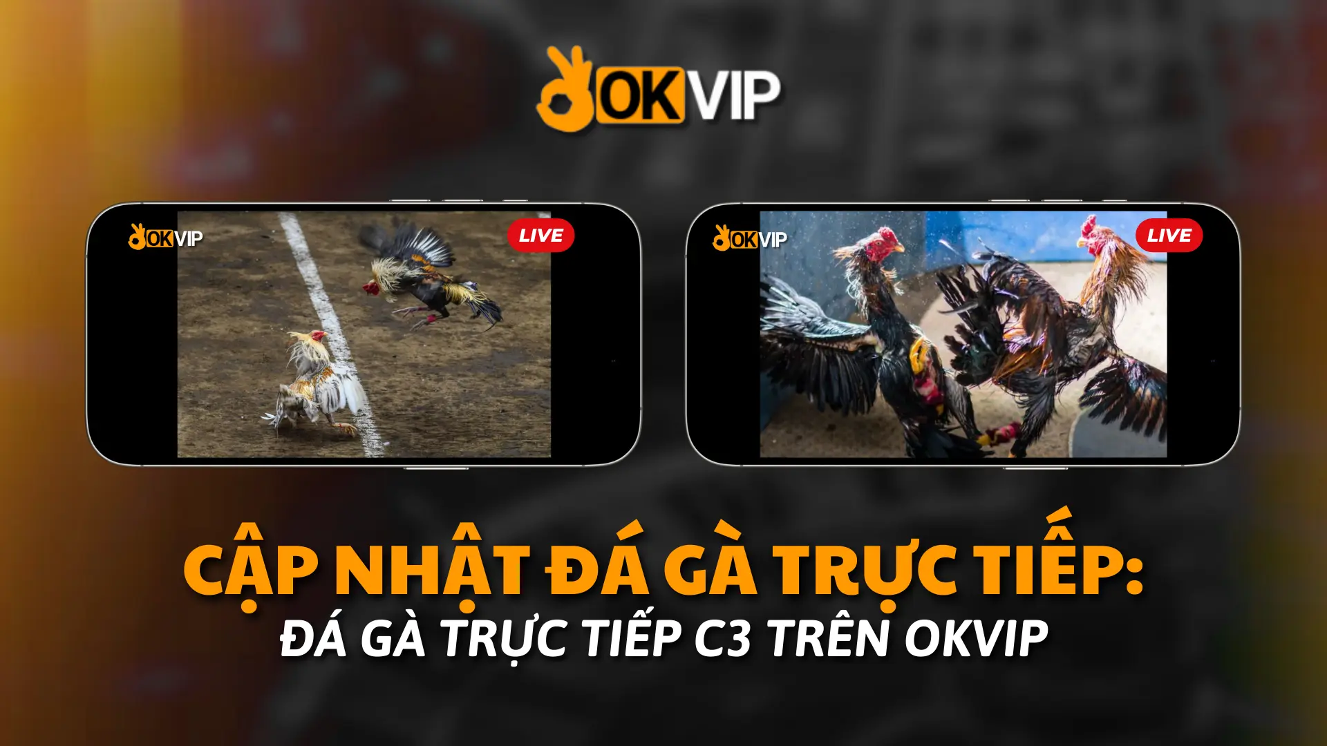 đá gà trực tiếp c3