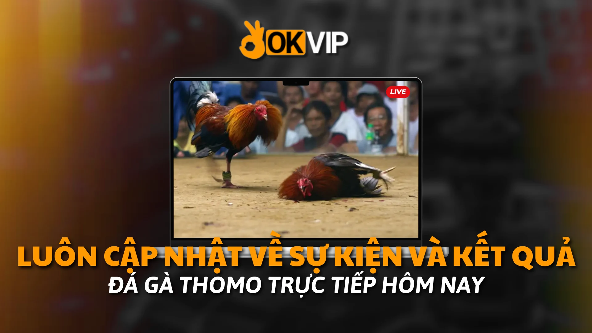 Đá gà Thomo trực tiếp