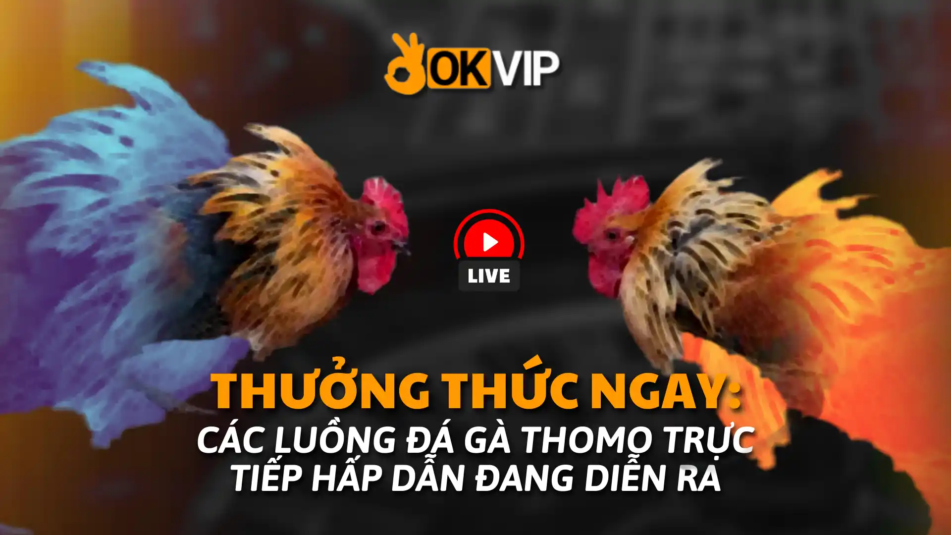 Trực Tiếp Đá Gà Thomo