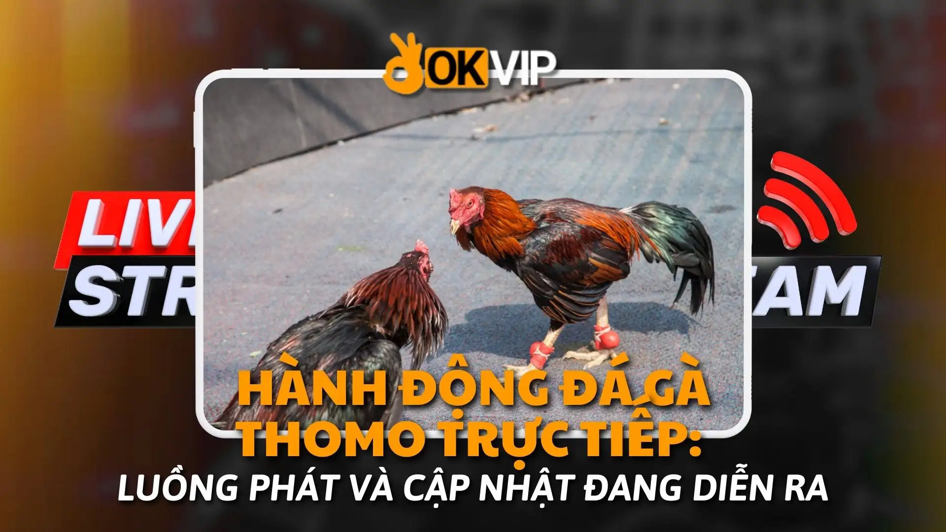 trực tiếp đá gà thomo