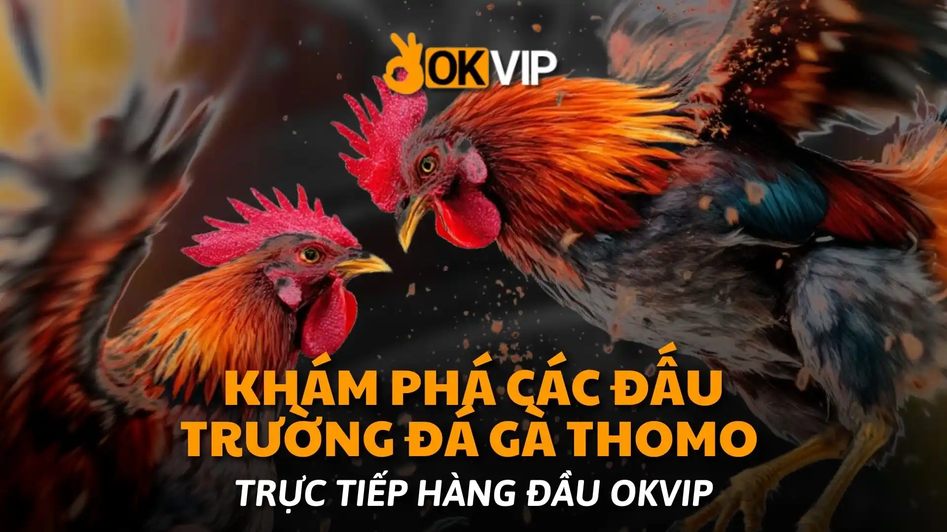 Khám Phá Các Đấu Trường Đá Gà Thomo Trực Tiếp Hàng Đầu okvip