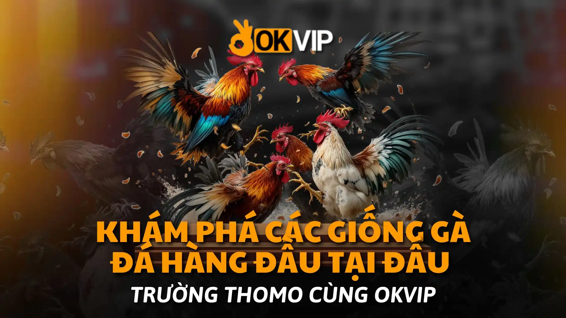 Khám Phá Các Giống Gà Đá Hàng Đầu Tại Đấu Trường Thomo Cùng okvip