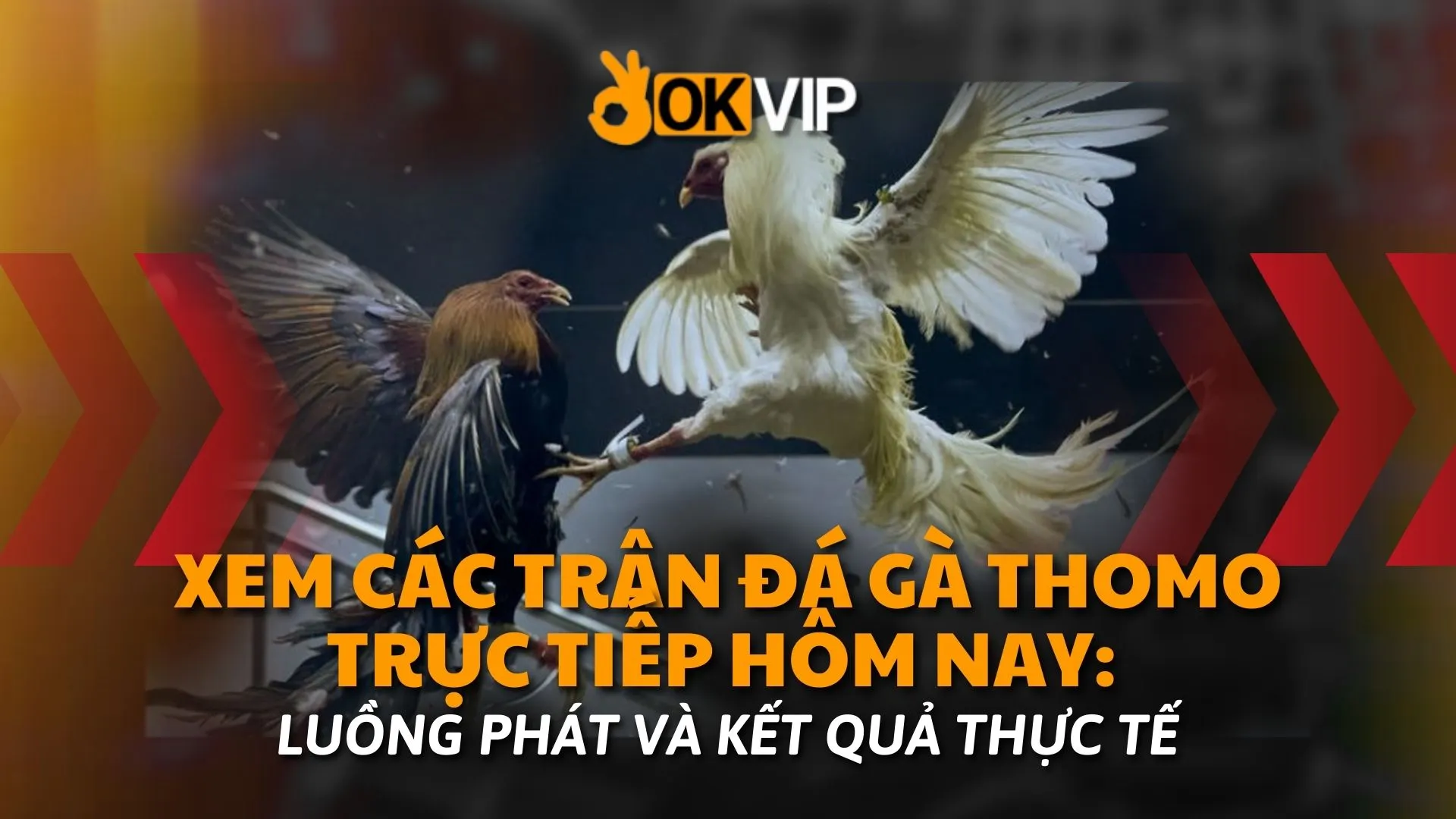 đá gà trực tiếp thomo