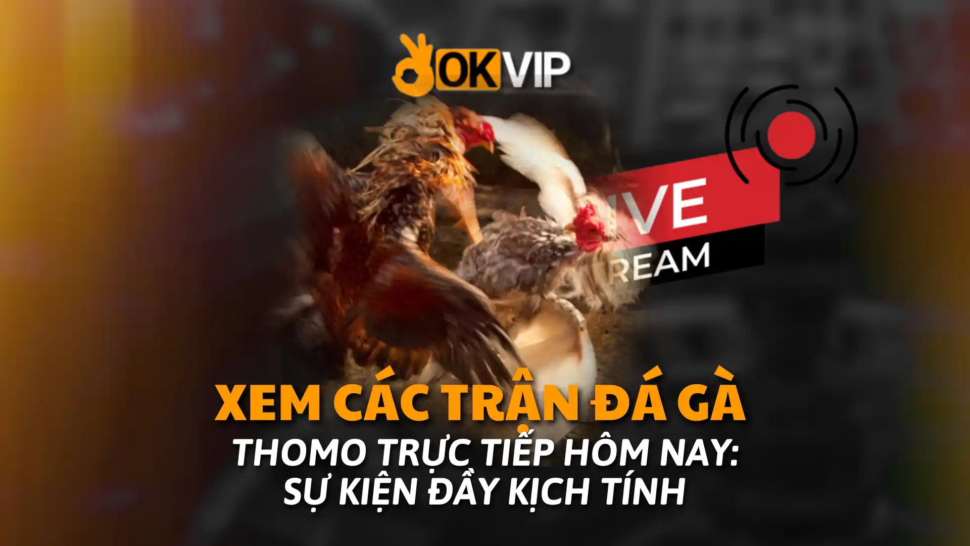 đá gà trực tiếp thomo hôm nay